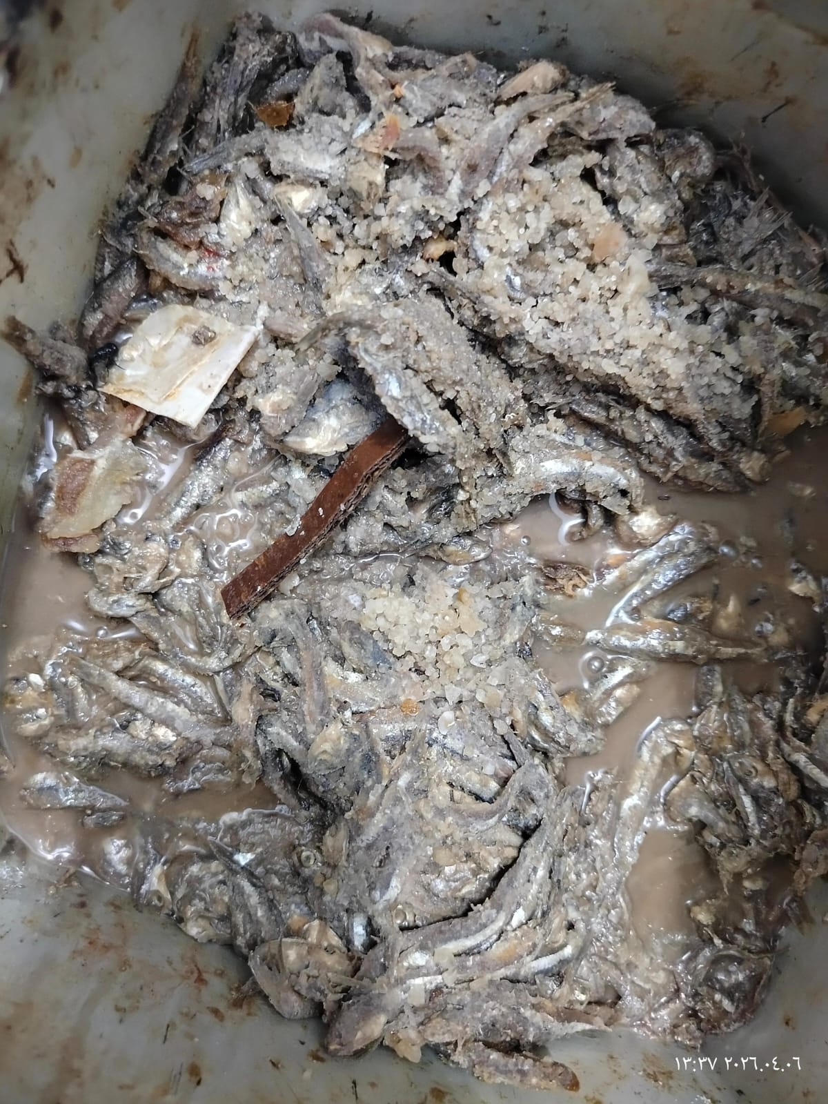 المضبوطات بالحملة