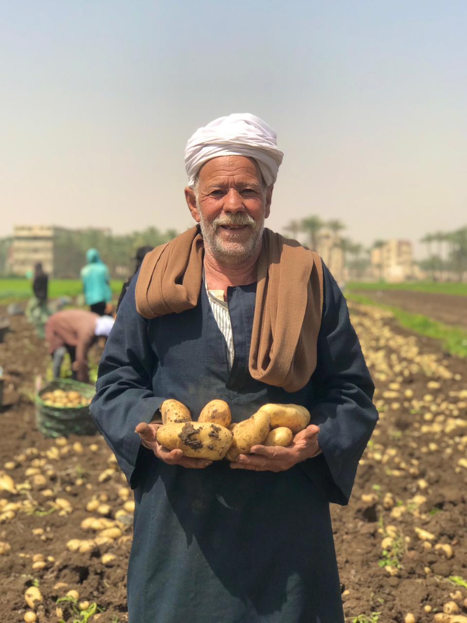 فرحة مزارعى البدرشين بموسم الحصاد