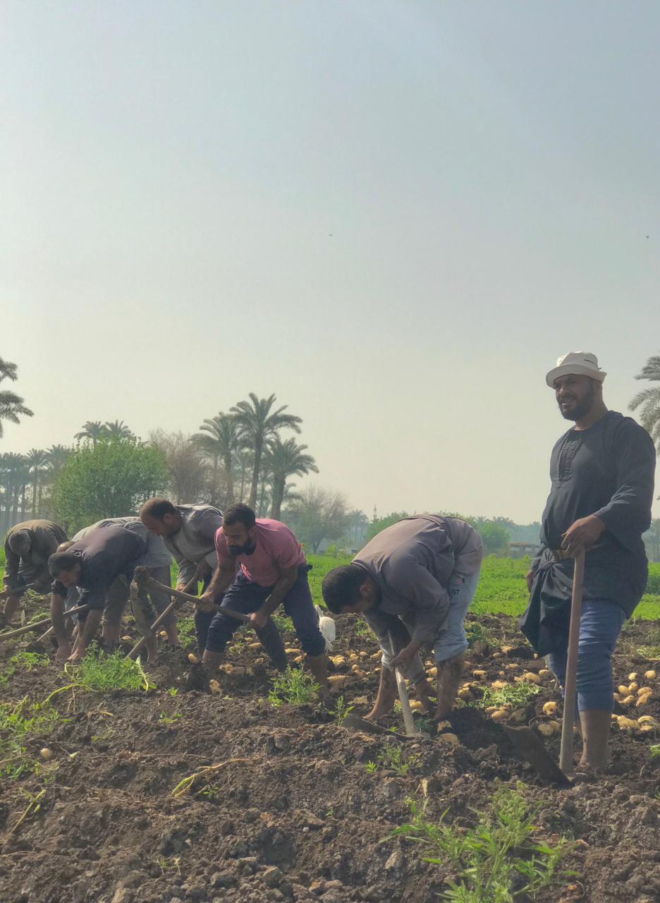 البدرشين فى موسم حصاد البطاطس