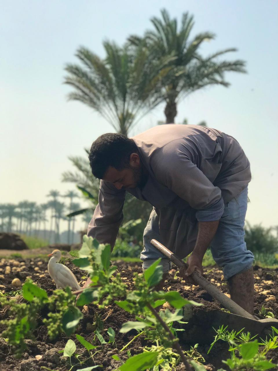 عمال اليومية فى البدرشين