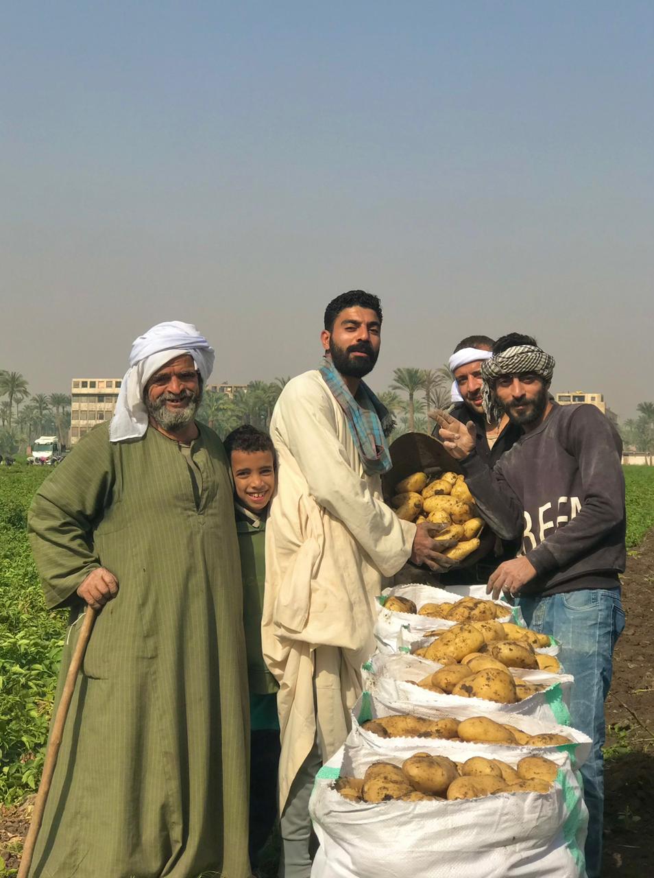 انطلاق موسم حصاد البطاطس في البدرشين