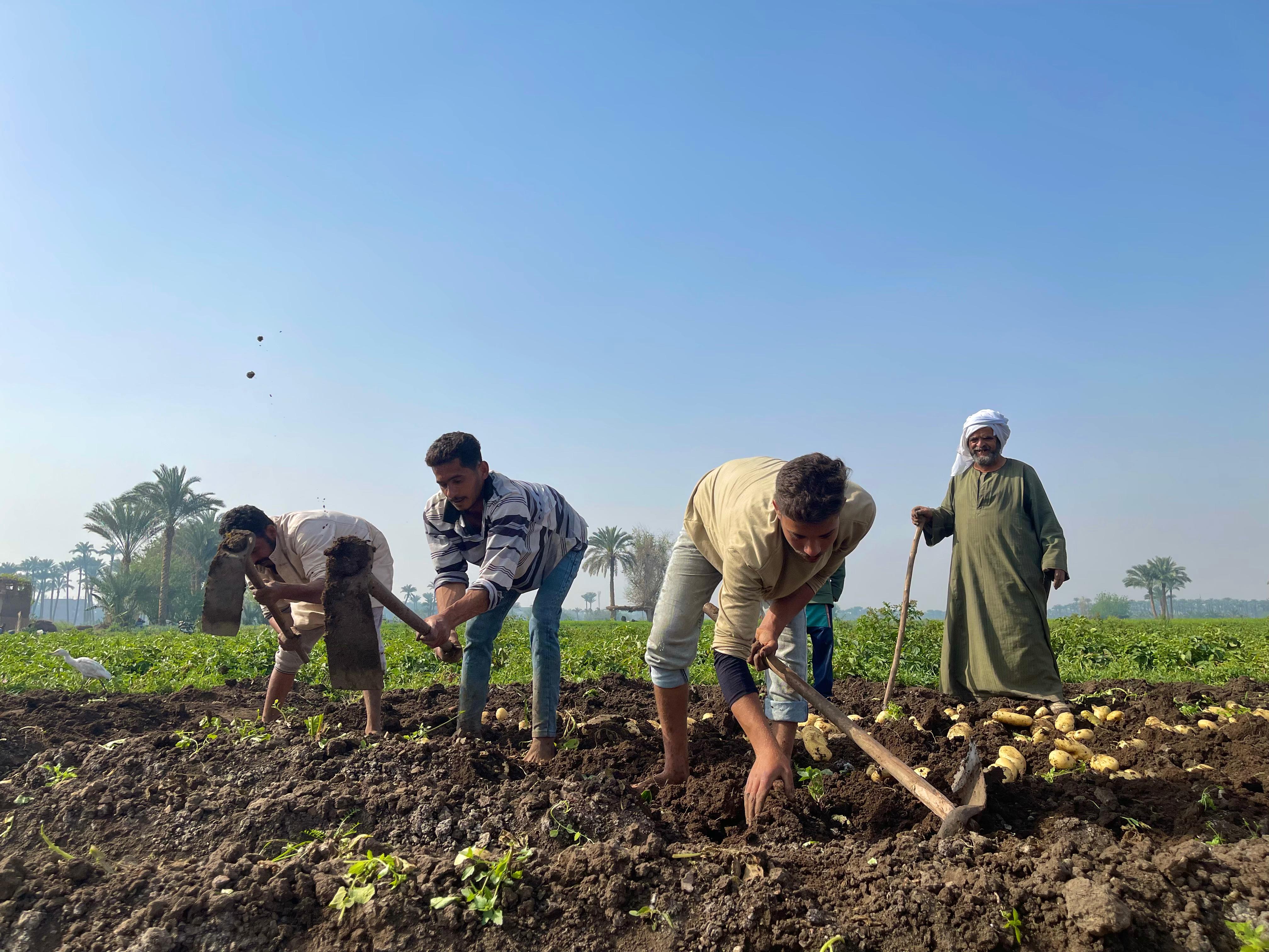 حصاد البطاطس وكفاح العمال