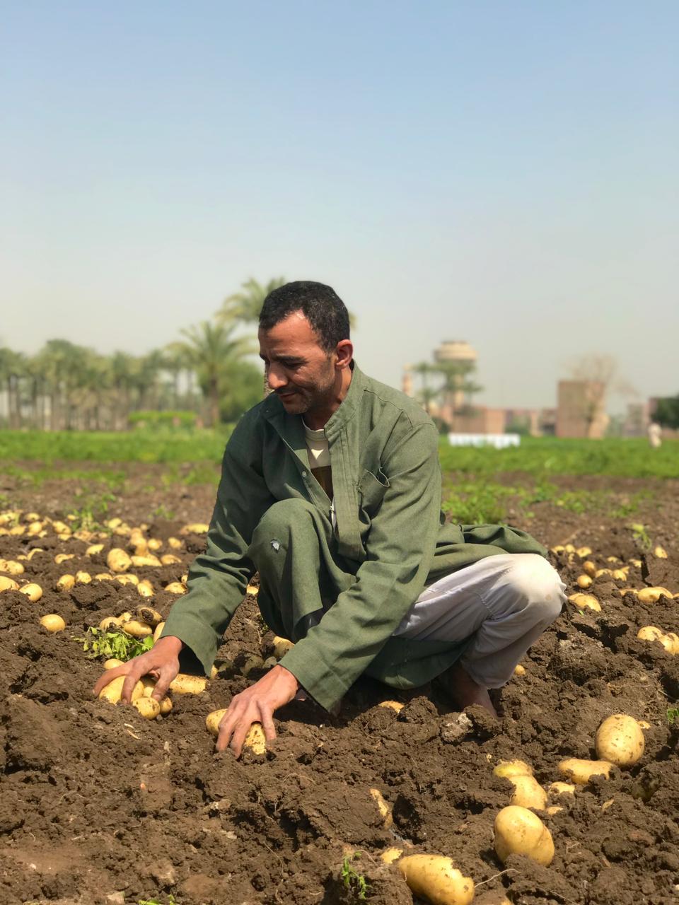 موسم حصاد البطاطس بالبدرشين
