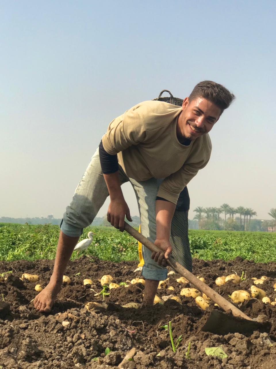 حصاد محصول البطاطس في البدرشين