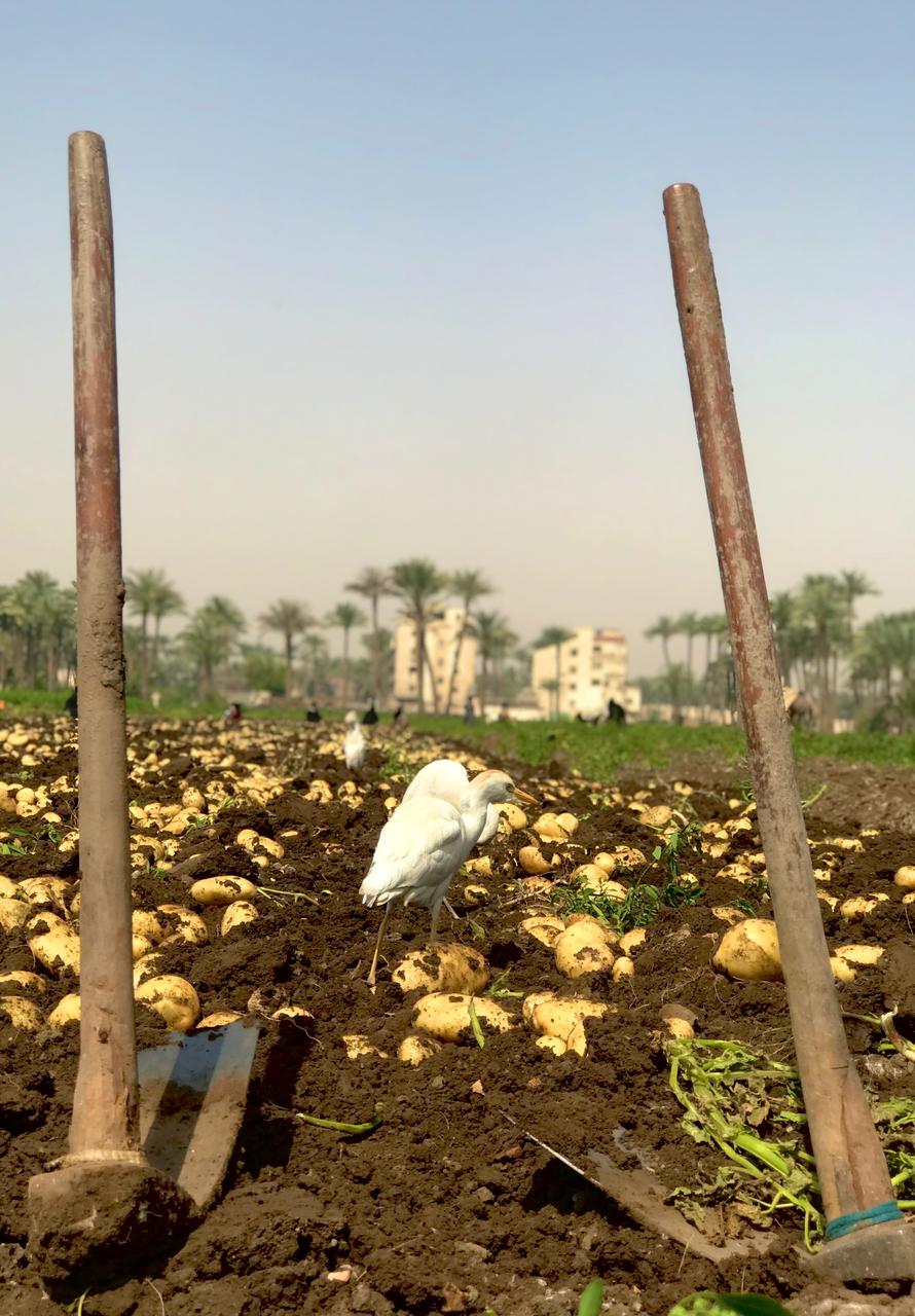 موسم حصاد البطاطس