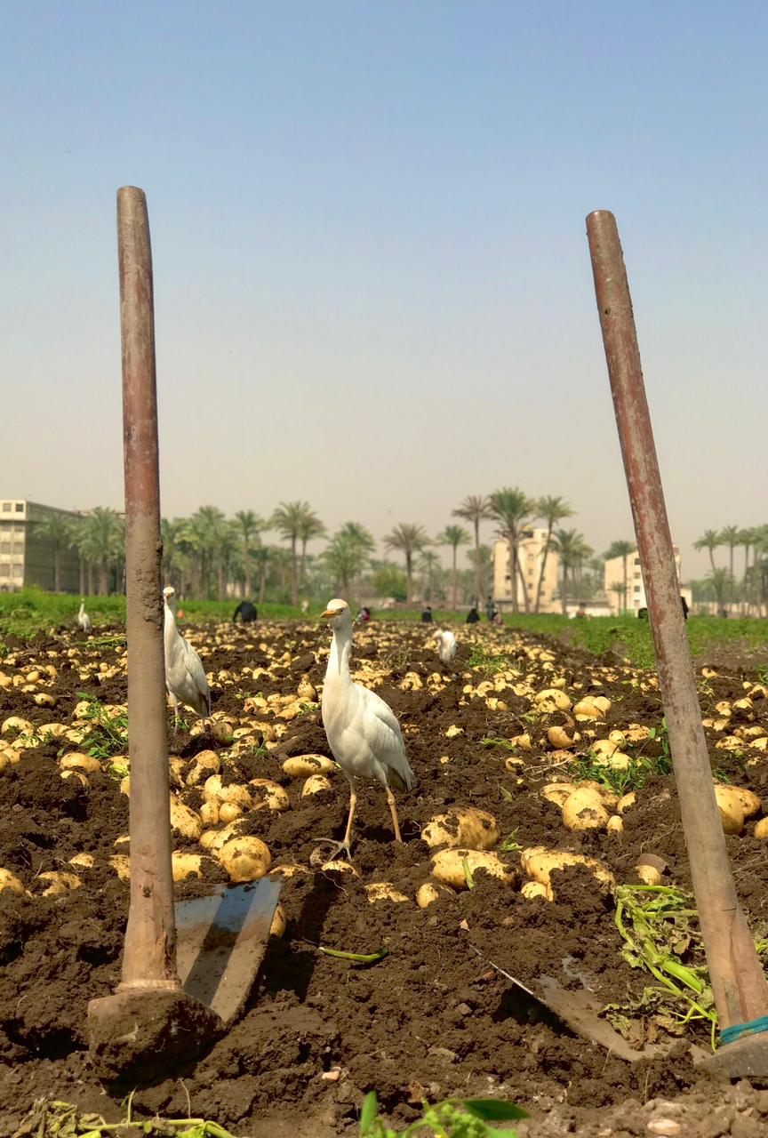 حصاد البطاطس