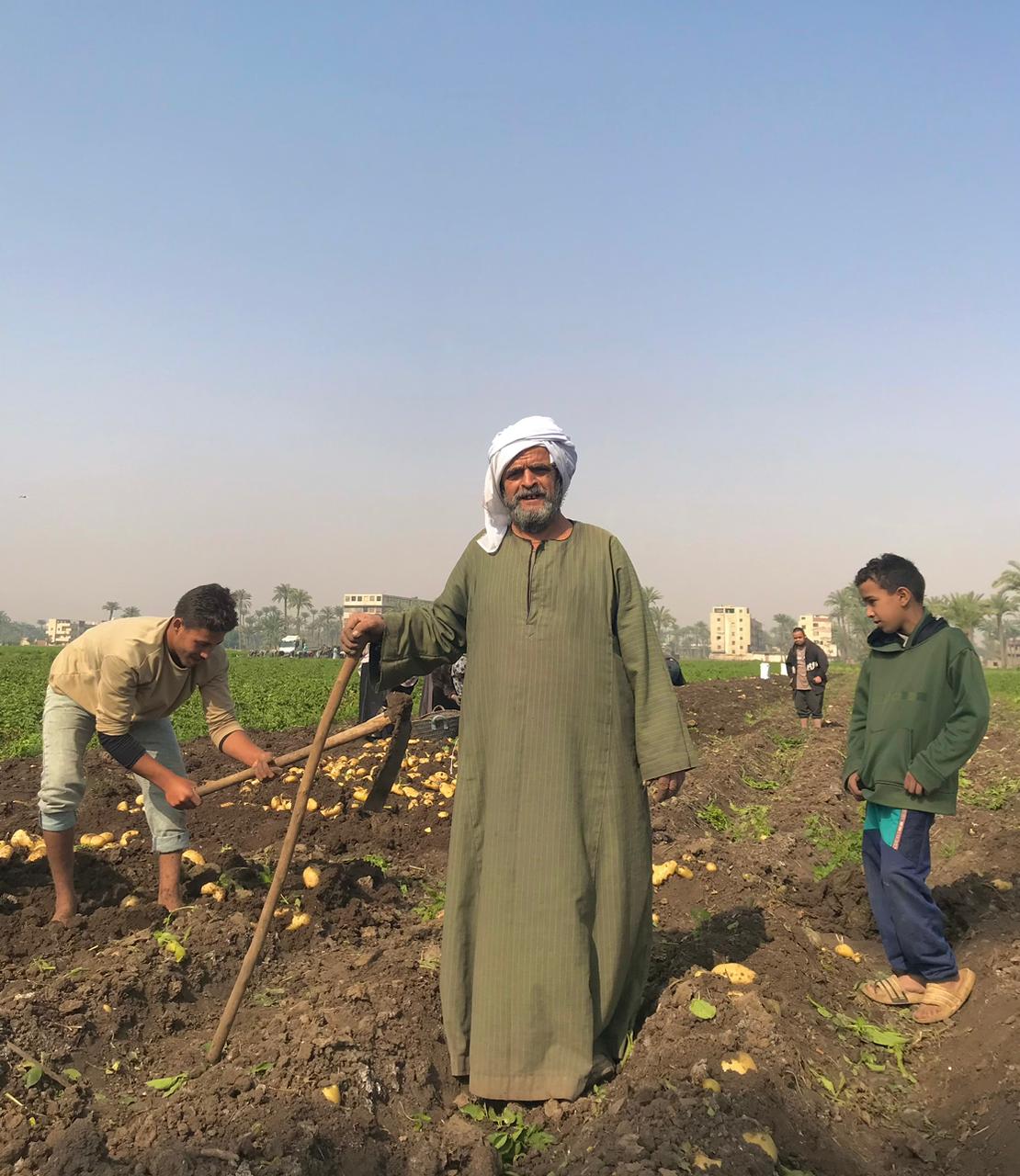حصاد البطاطس فى البدرشين