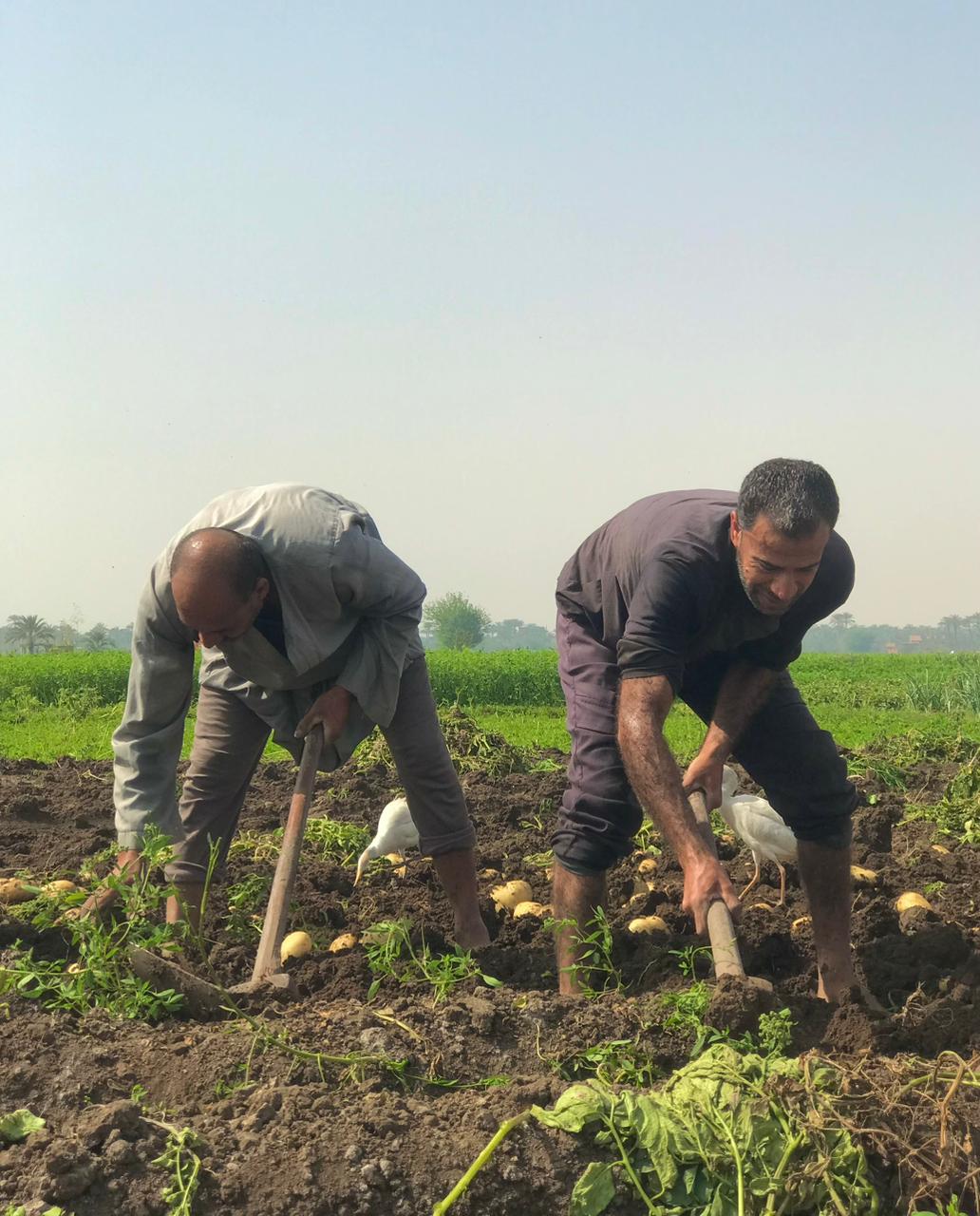 شقاء عمال اليومية في موسم الحصاد