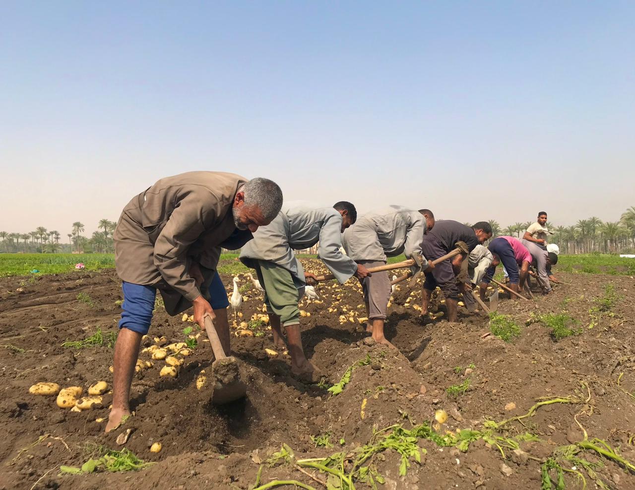 موسم حصاد البطاطس في البدرشين