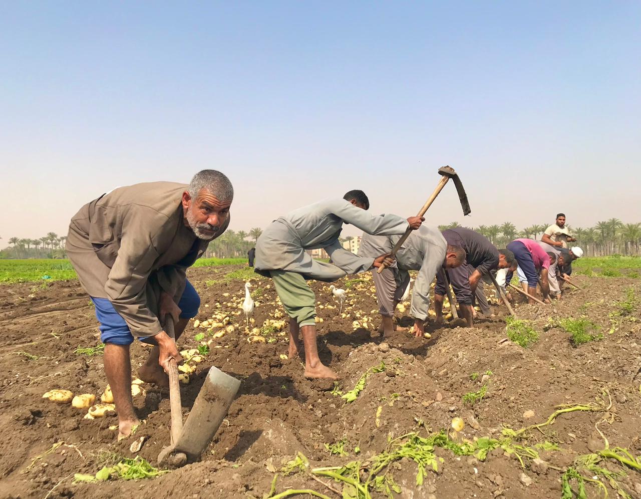شقاء عمال اليومية خلال جمع المحصول
