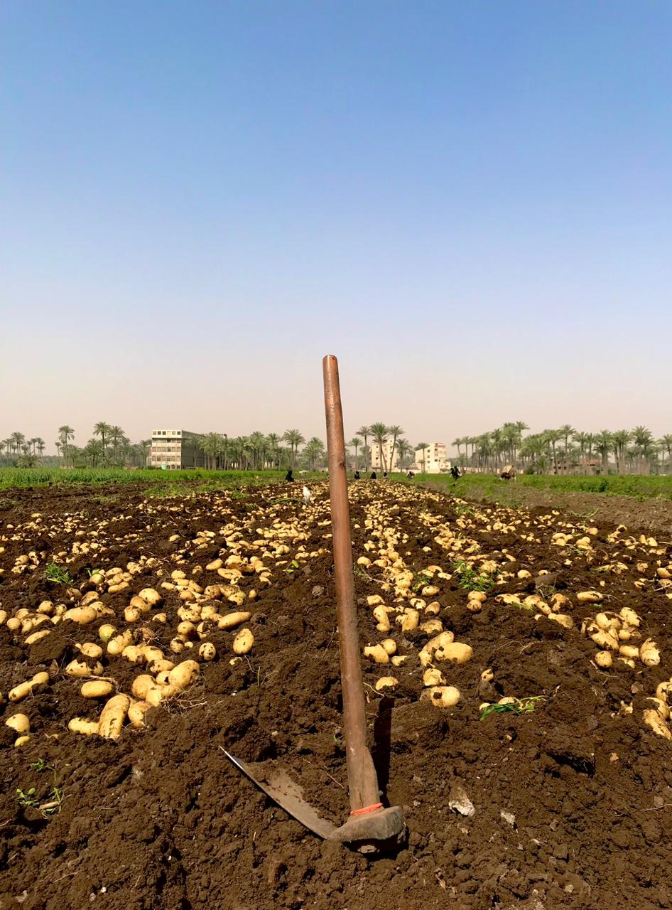 حصاد البطاطس (2)