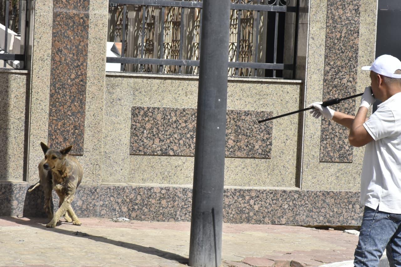 تحصين الكلاب تحصين الكلاب