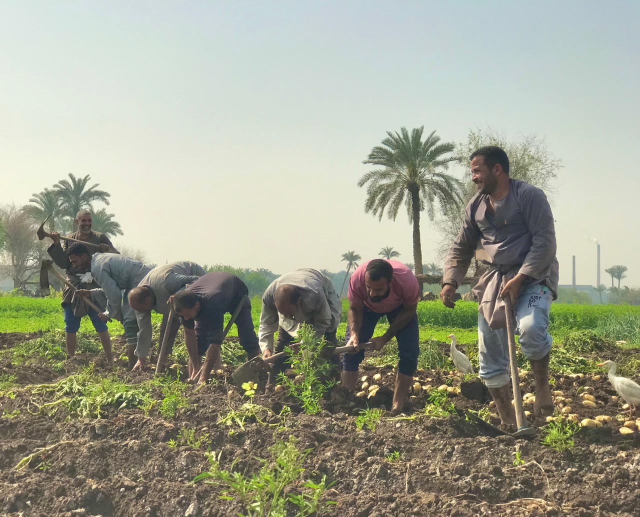 جمع محصول البطاطس في البدرشين