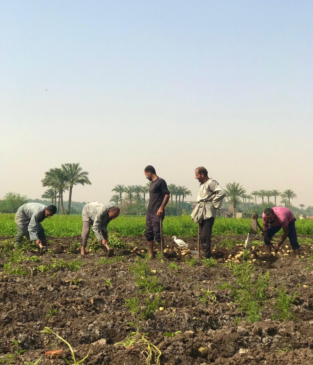 كفاح وعمل واجتهاد من أجل لقمة العيش