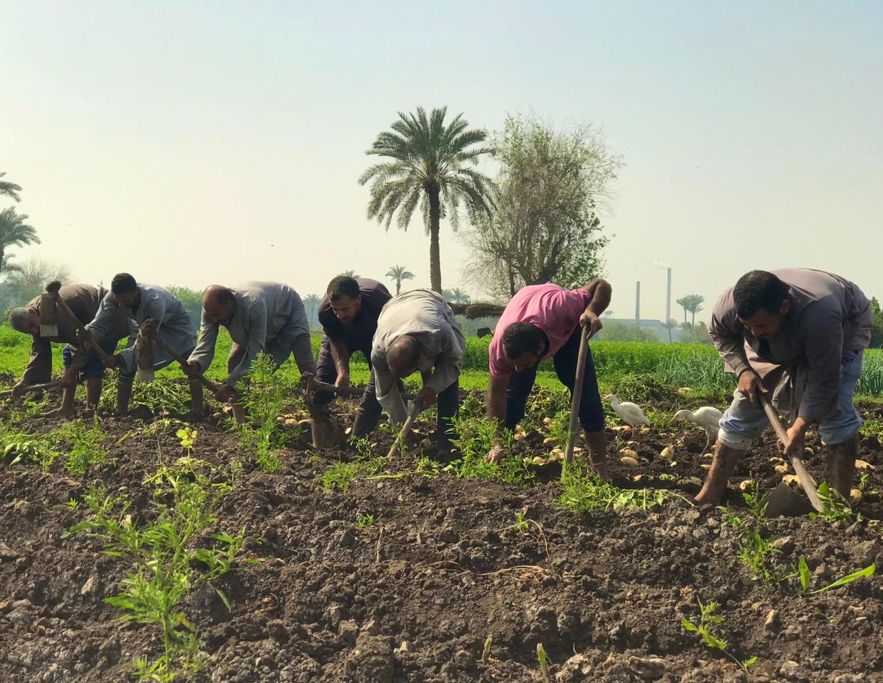 كفاح المزارعين في موسم الحصاد