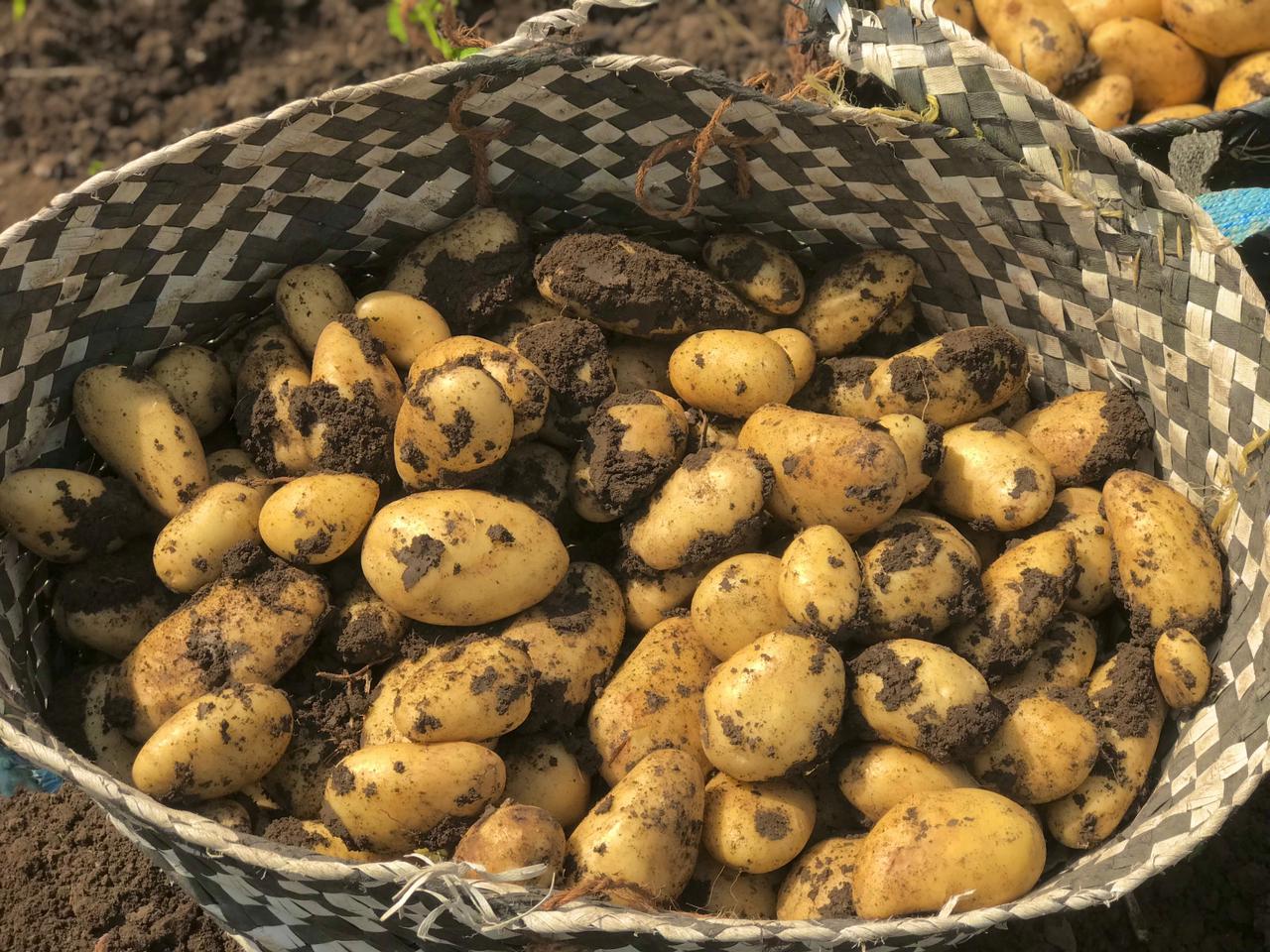 موسم حصاد البطاطس فى البدرشين