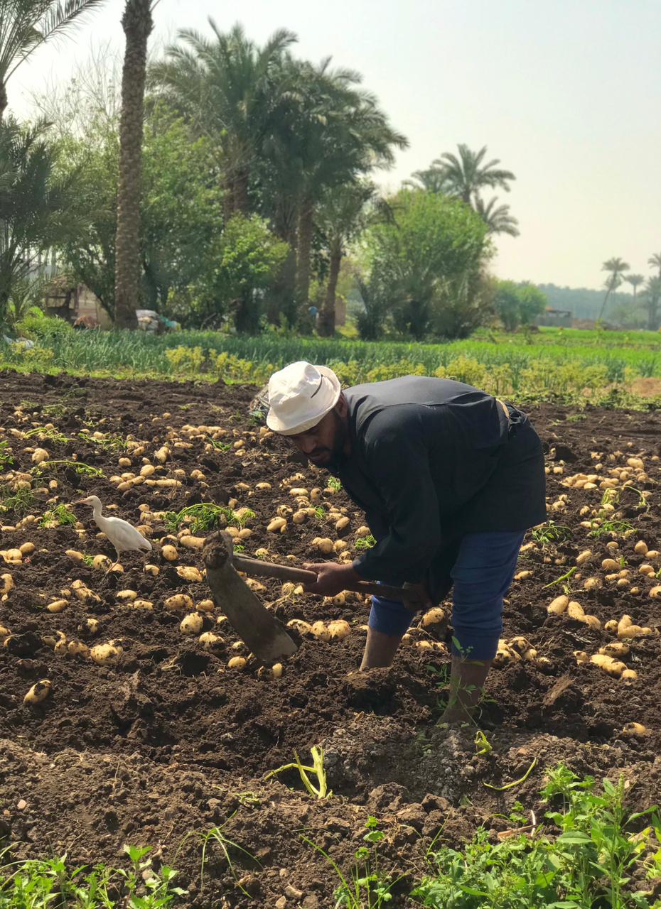 كفاح عمال اليومية في موسم الحصاد