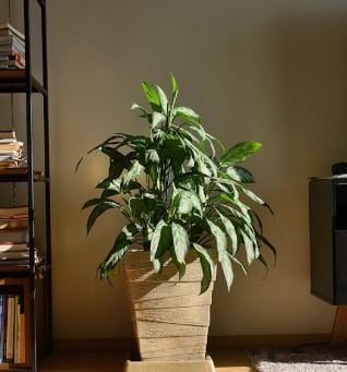 العناية بالنباتات