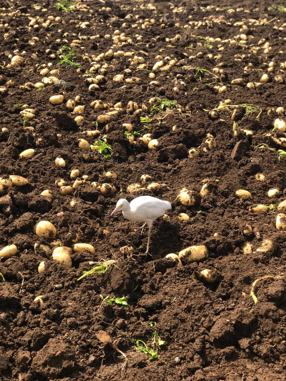 حصاد البطاطس بالبدرشين