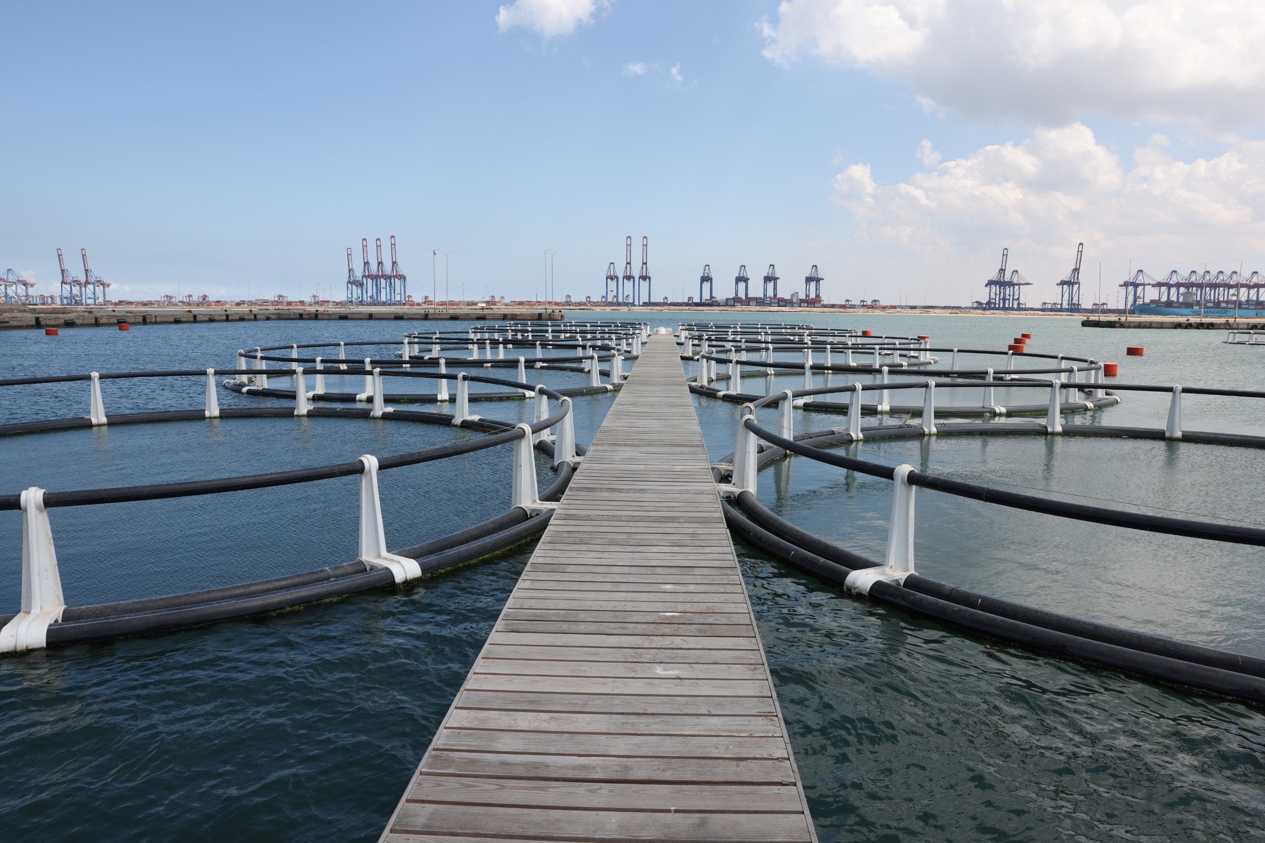 مشروع الأقفاص السمكية