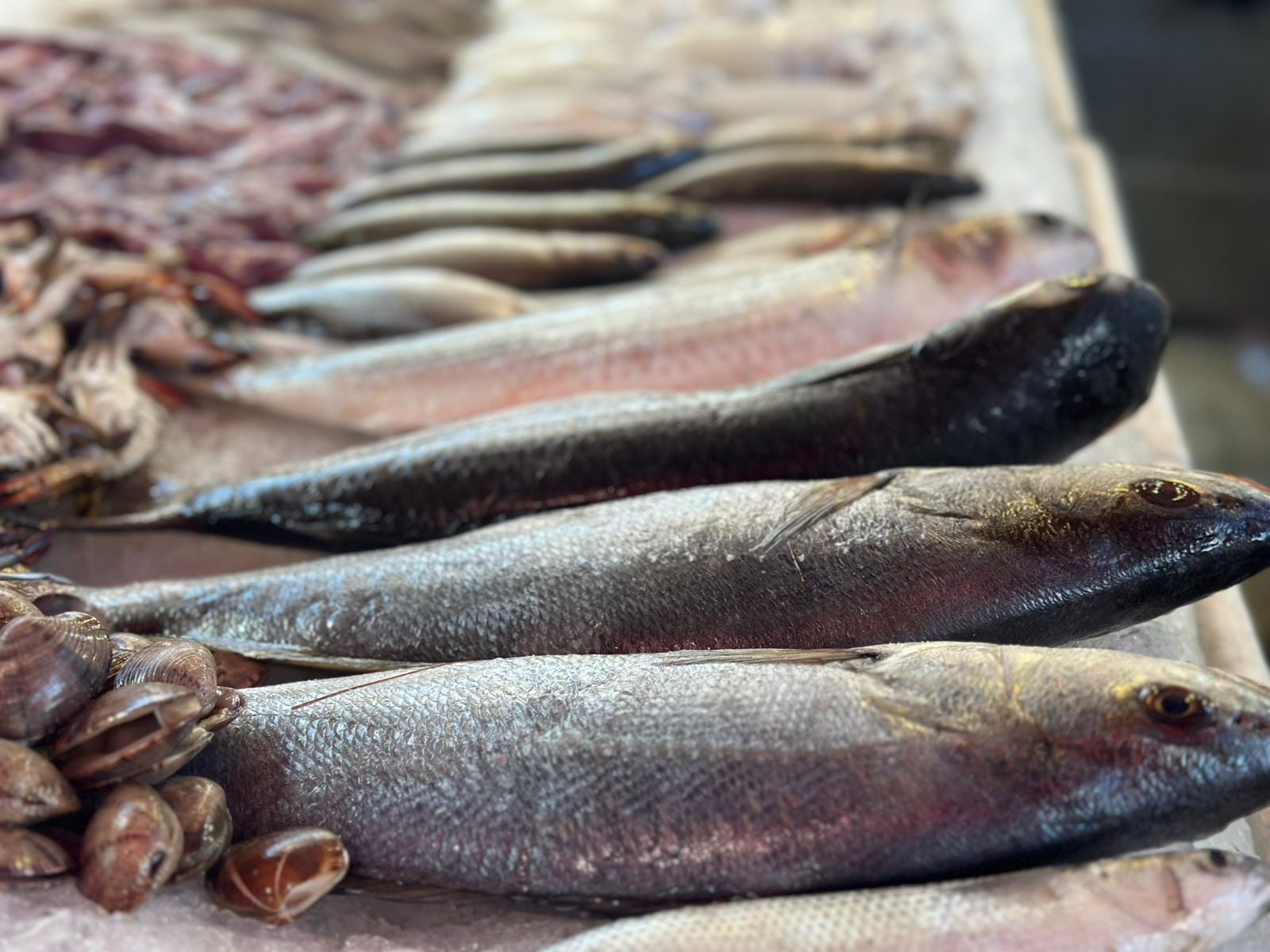 الاسماك بللسوق الاسماك بللسوق