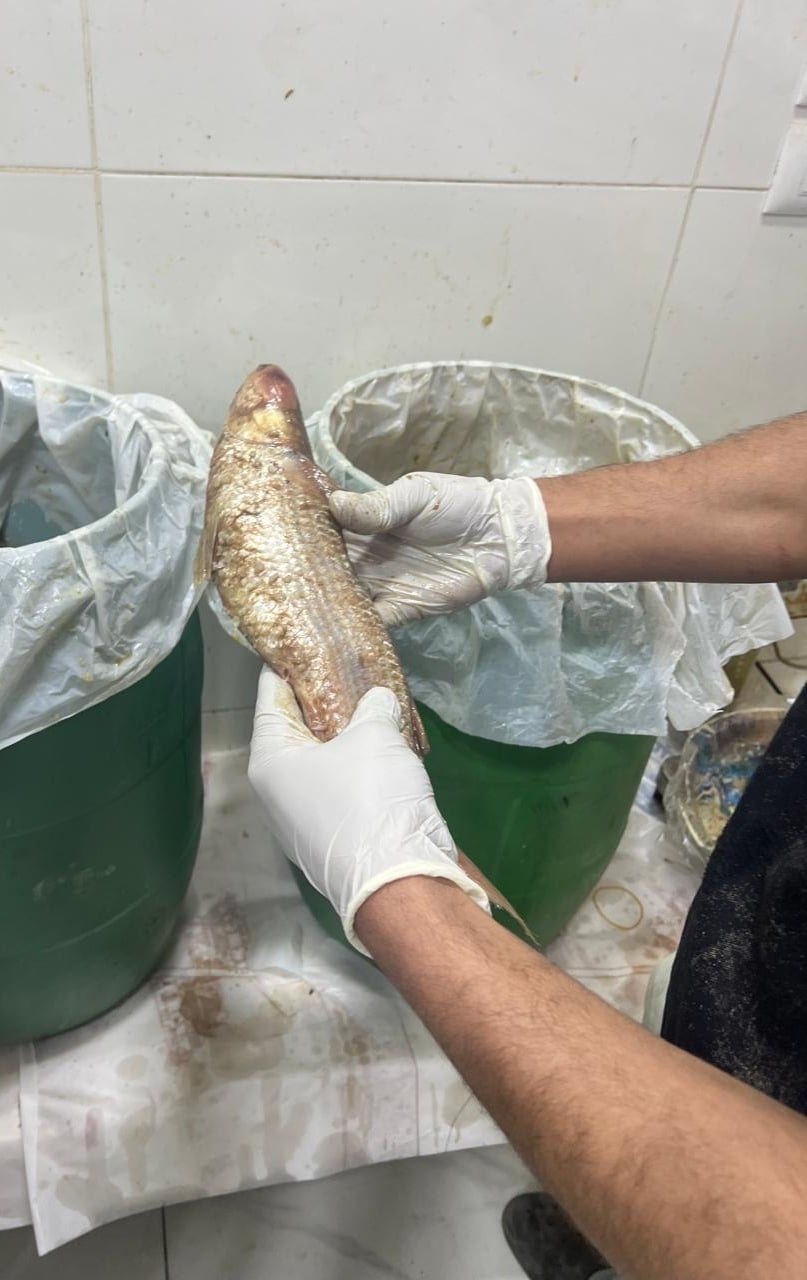 فسيخ حجم كبير