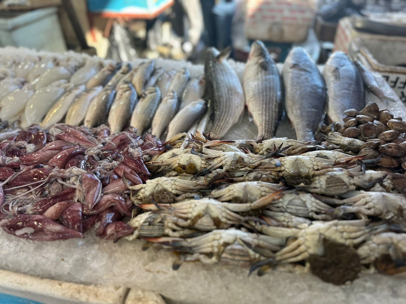 اسماك وبحريات بورسعيد اليزم اسماك وبحريات بورسعيد اليزم