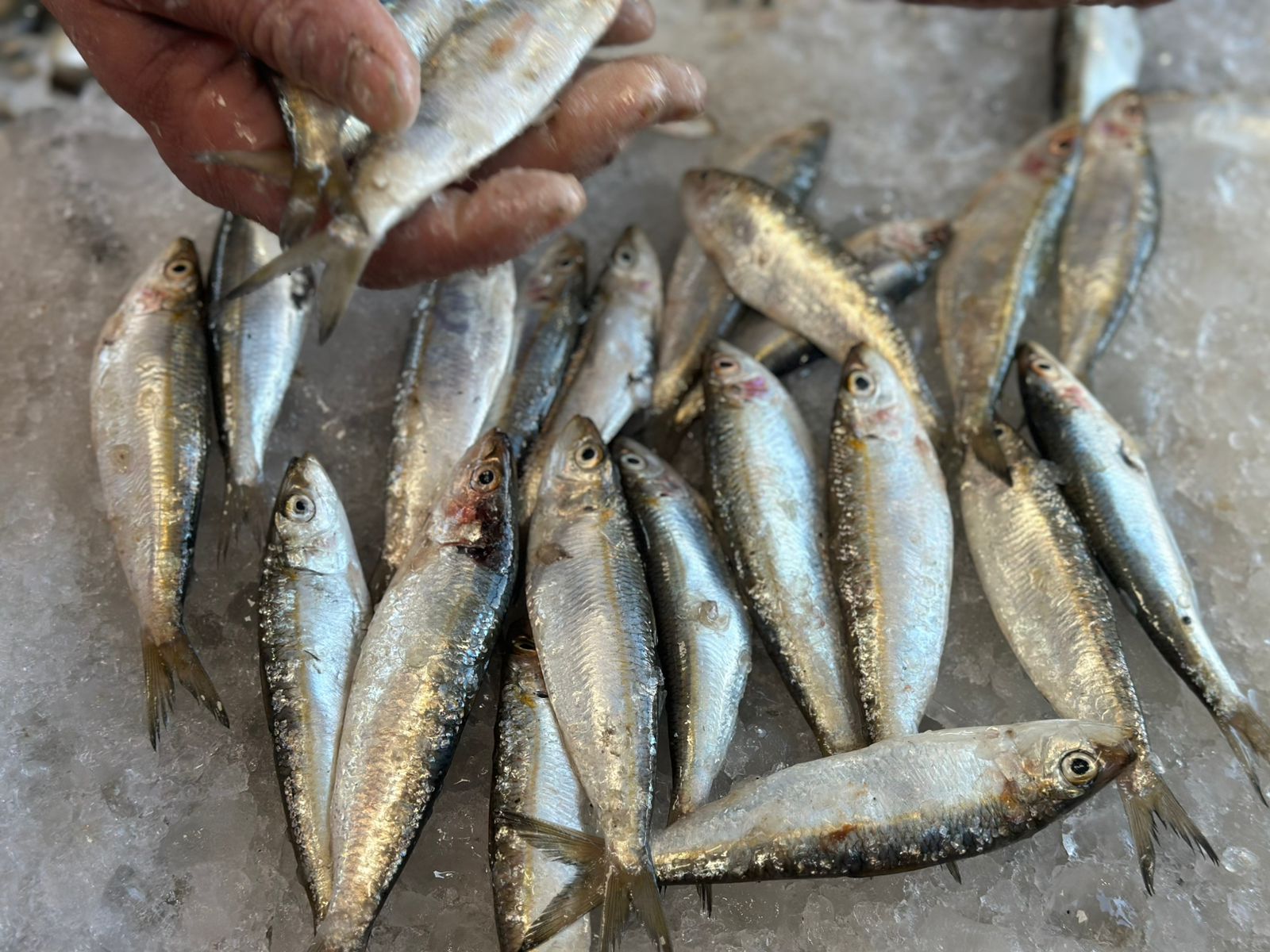 السردين اليوم ببورسعيد السردين اليوم ببورسعيد