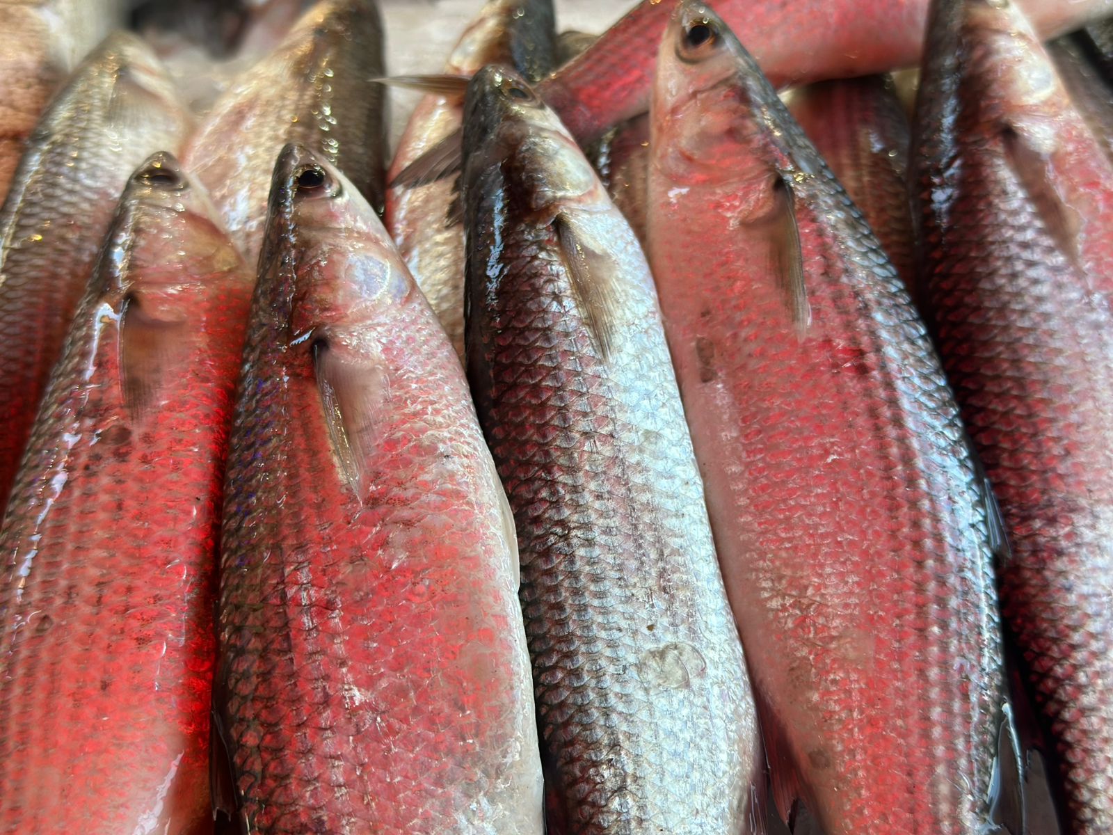 الطوبارة ببورسعيد الطوبارة ببورسعيد