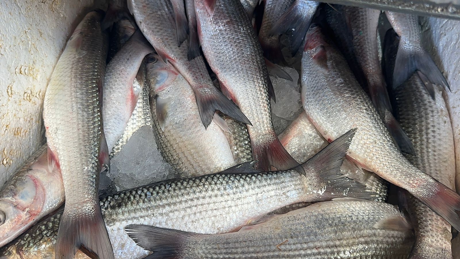 الطوبارة اليوم الطوبارة اليوم