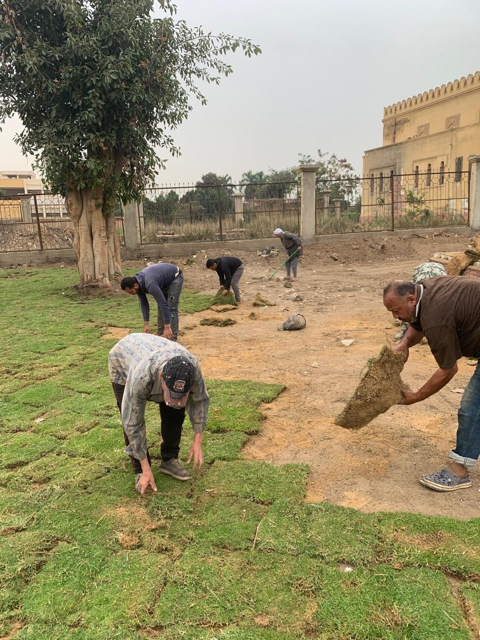 تركيب النجيل بالحدائق