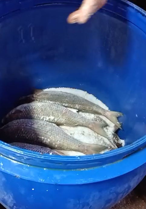 وضع السمك في البرميل بطريقة معينة