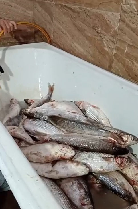 غسل السمك قبل تمليحه