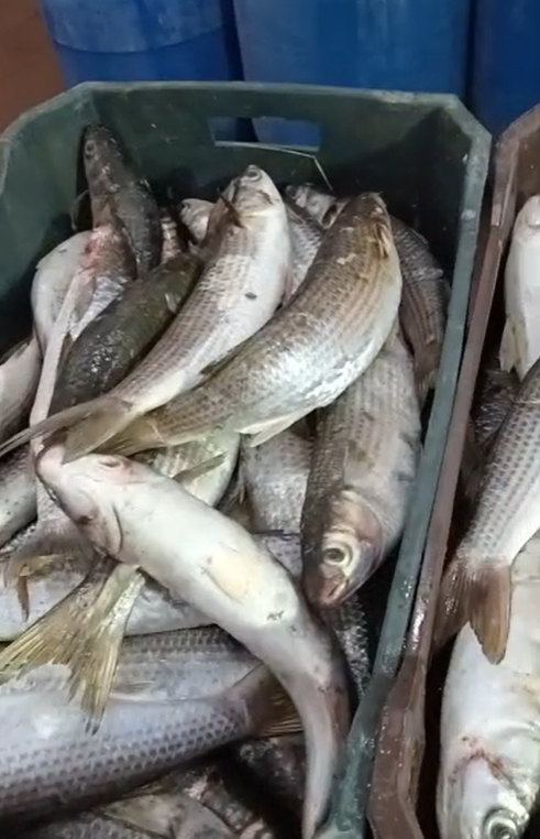 سمك بوري طازة مجهزة للتمليح