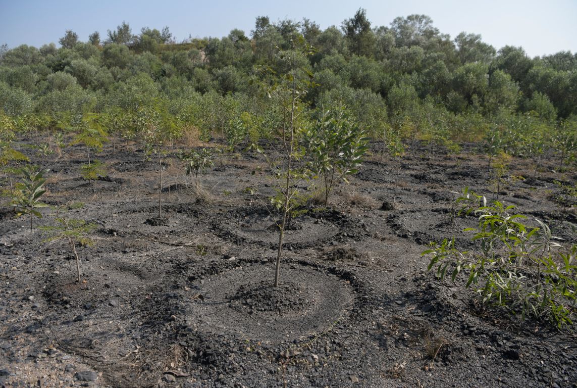 التحول للأخضر.. الهند تحول المناجم القديمة إلى حدائق ومتنزهات (4)