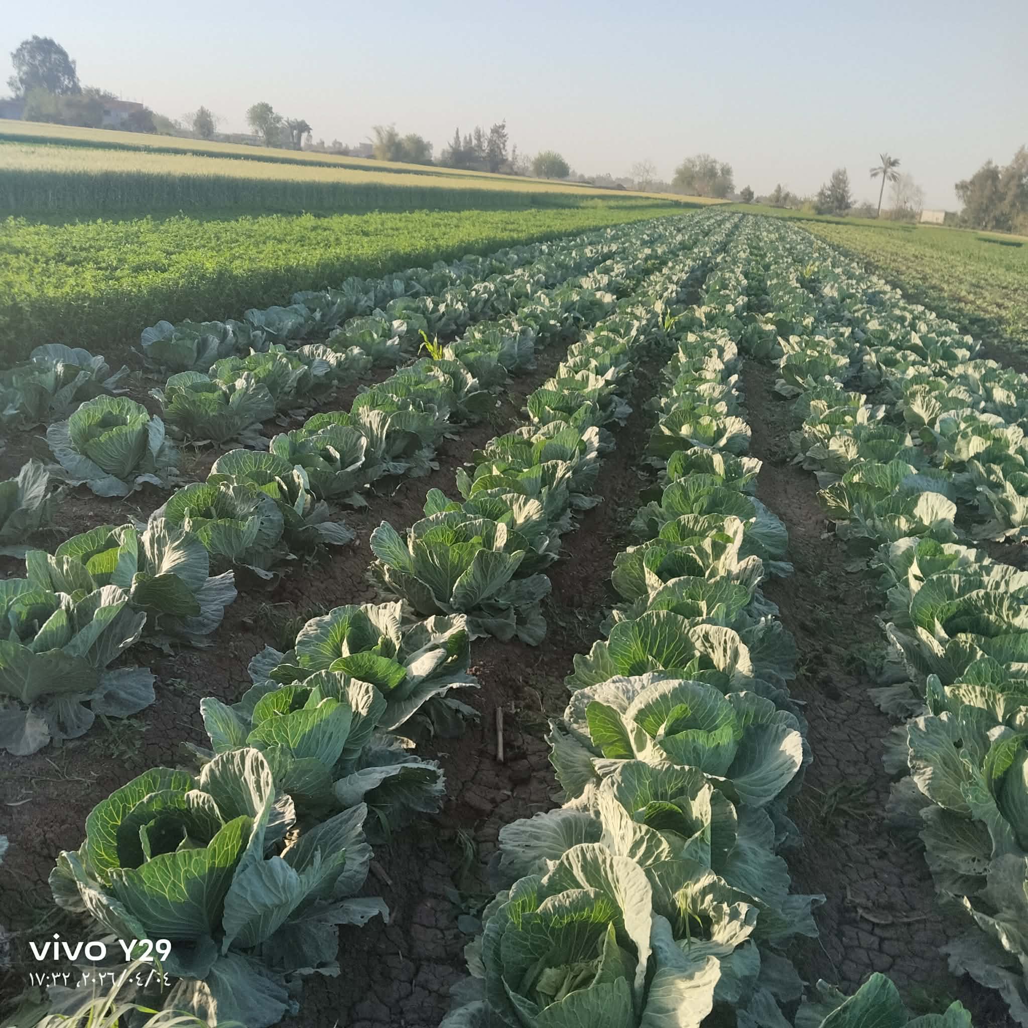 محصول الكرنب ٢