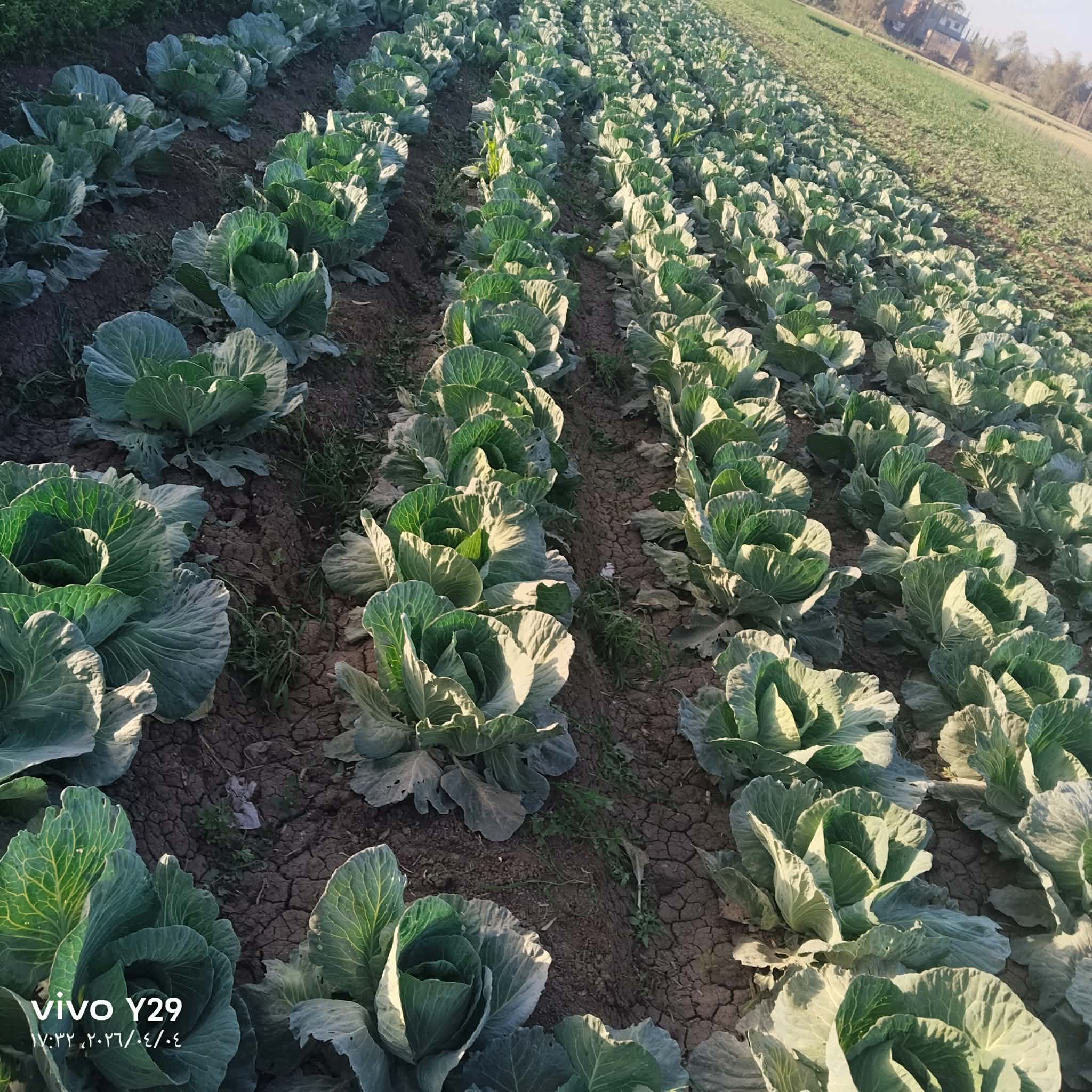 محصول الكرنب ١_1