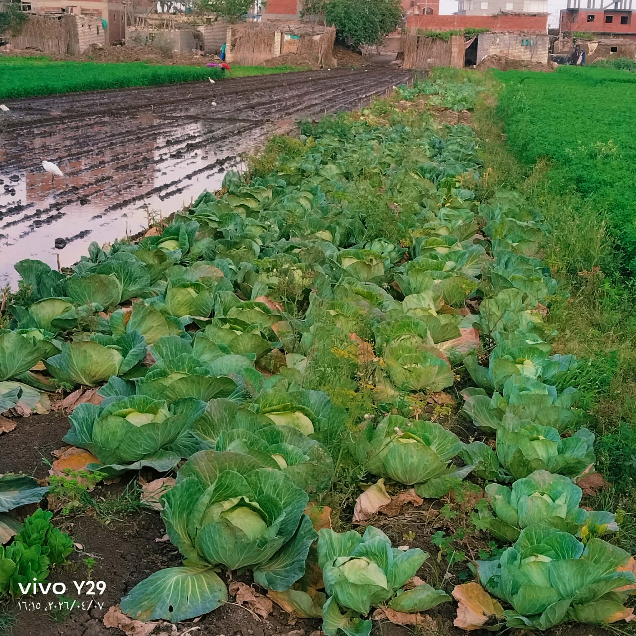 محصول الكرنب 