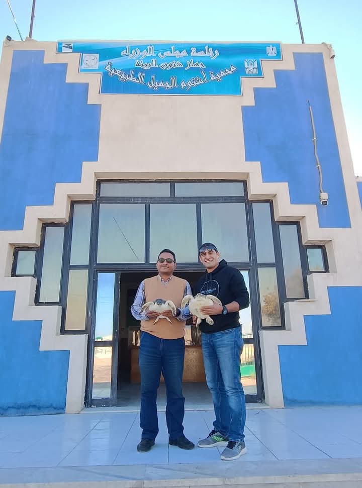 السلحفاتان السلحفاتان