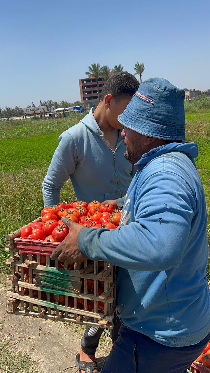 طماطم من الاراضي الزراعية