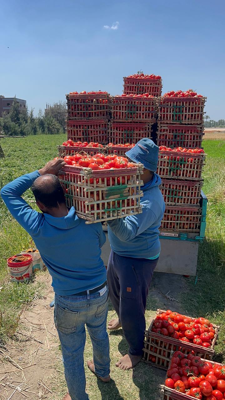 تحميل الطماطم