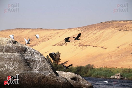 هجرة-الطيور
