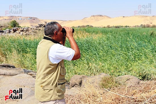 مراقبة-الطيور