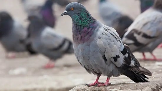 إطعام الحمام في النمسا إطعام الحمام في النمسا