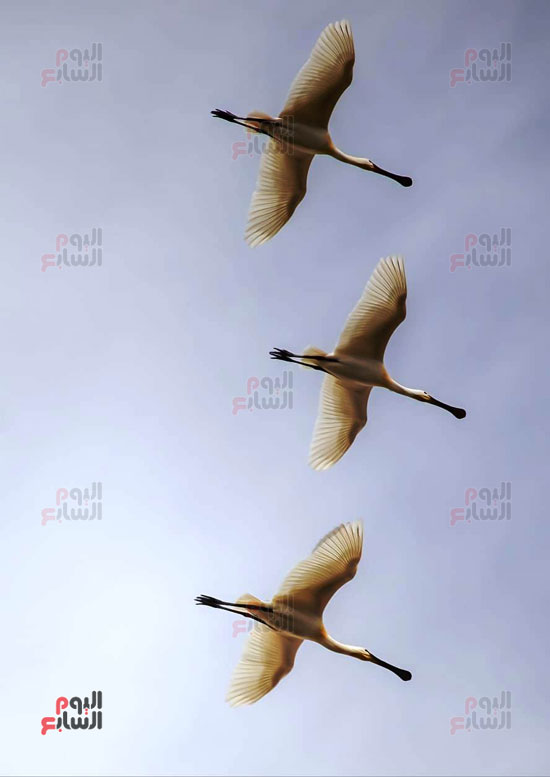 أبو-ملعقة