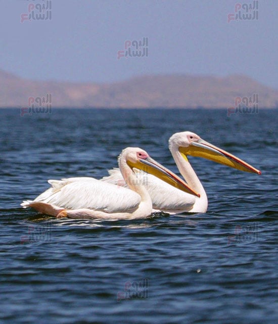 البجع-الأبيض-الكبير