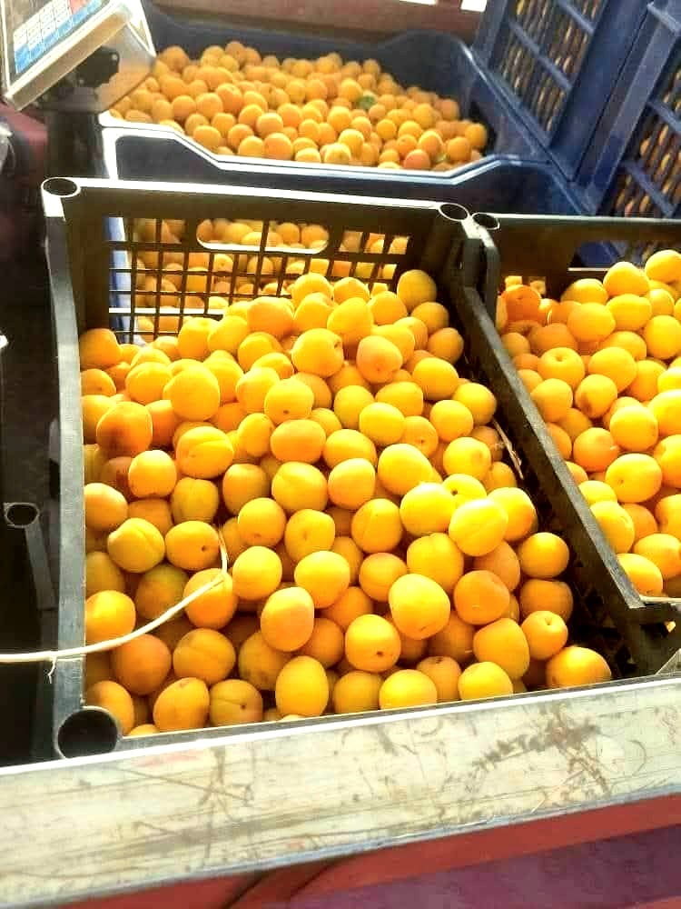 سعر الكيلو من 40 الى 70 جنيه للمشمش