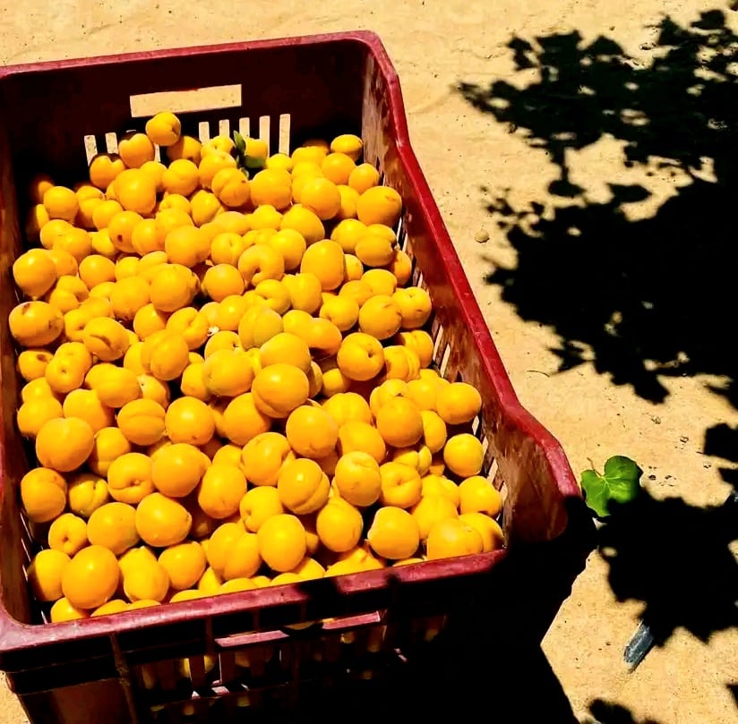 مشمش الداخلة اسرع الفواكه نفاذا _1
