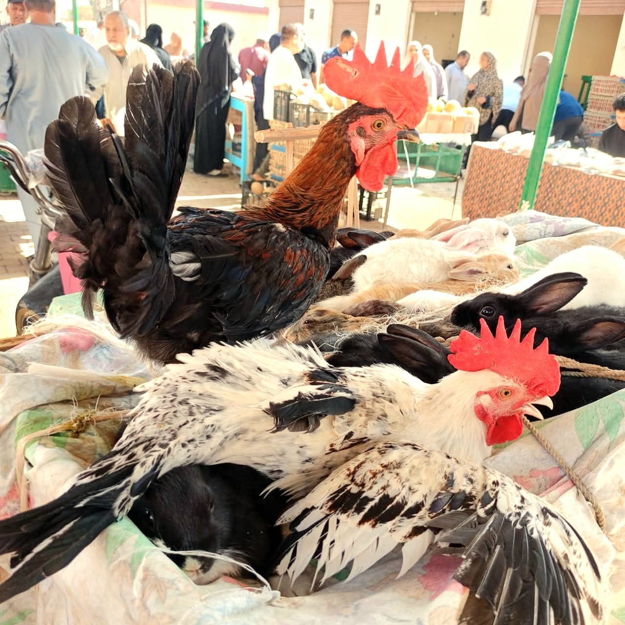 منتجات الدواجن البلدى بقرى الداخلة