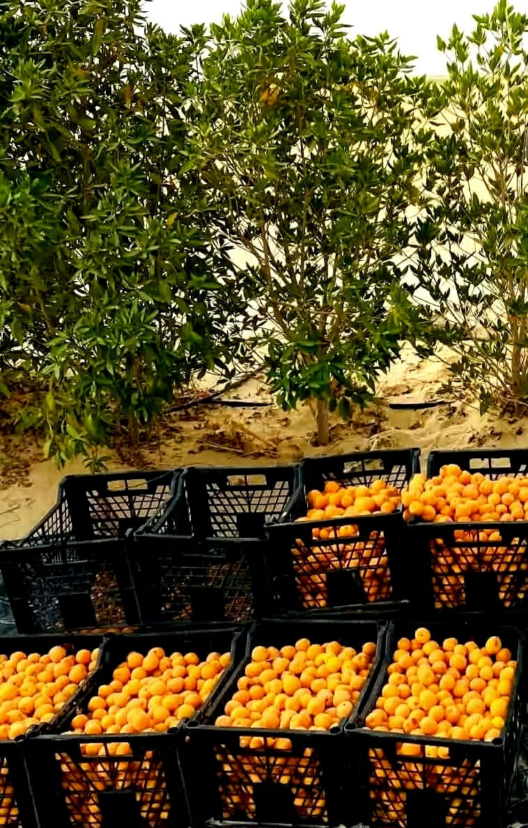 بشاير موسم حصاد المشمش بالوادى الجديد